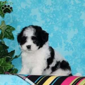 Jenny, Maltipoo Puppy